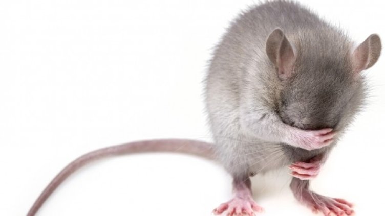 Снимка: Pixabay