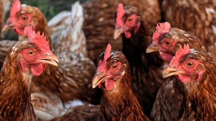 Снимка: Pixabay