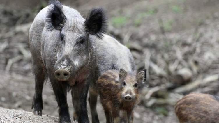 Снимка: Pixabay