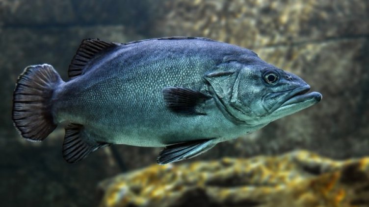 Снимка: Pixabay