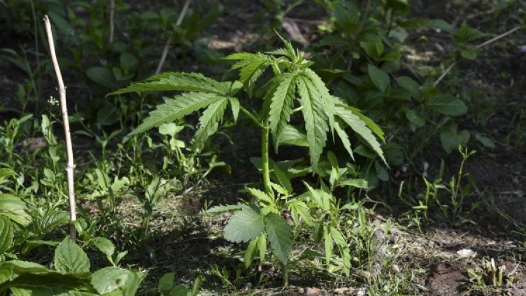 Снимка: BulFoto архив