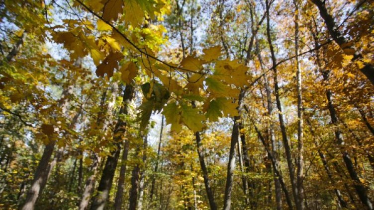 Снимка: Булфото