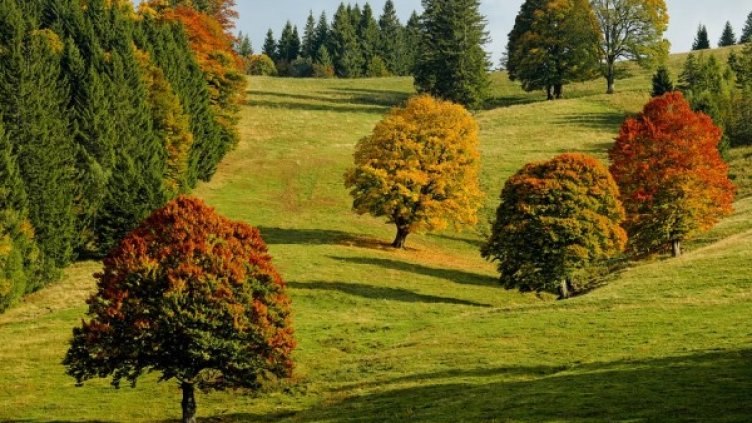 Снимка: Pixabay