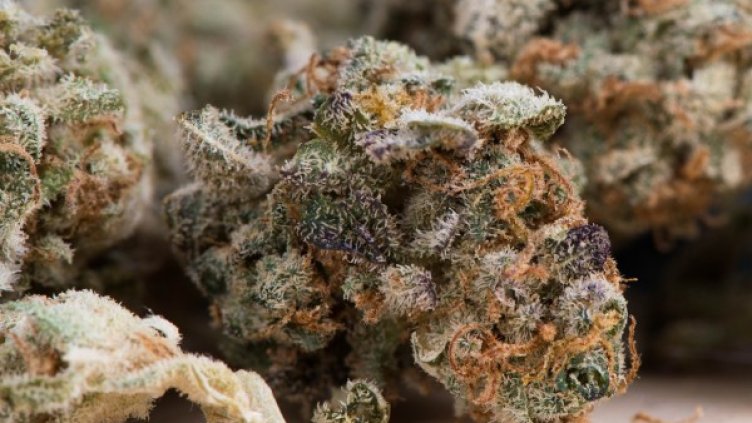 Снимка: Pixabay