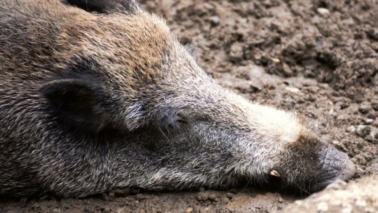 Снимка: Pixabay