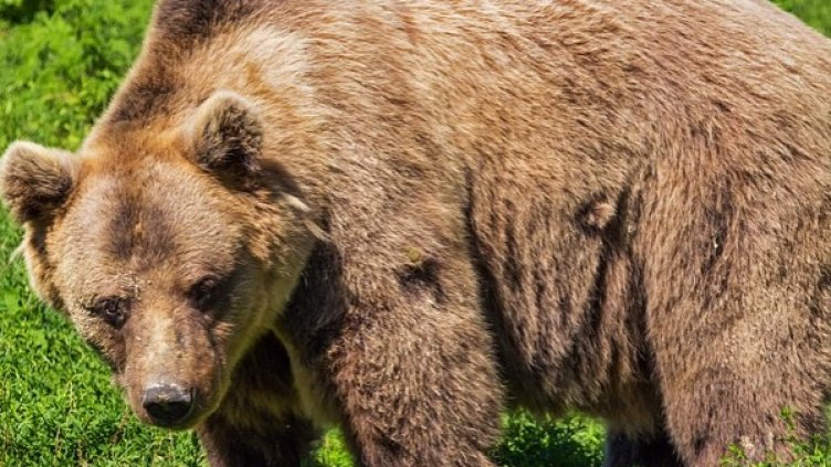 Снимка: Pixabay