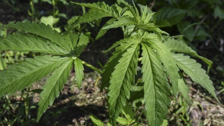 Снимка: Булфото