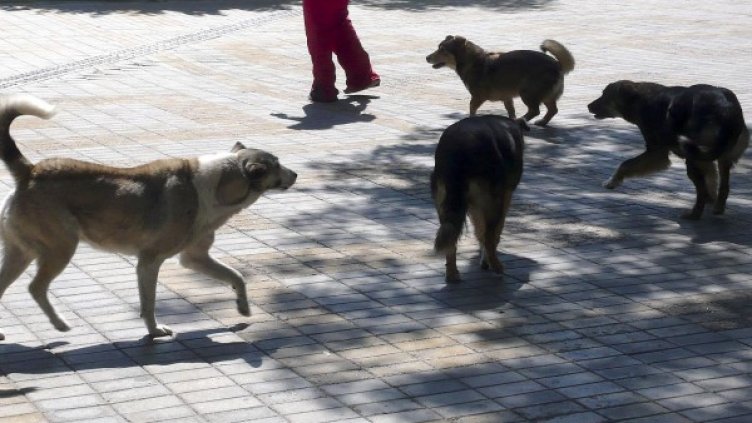 Снимка: Булфото, архив