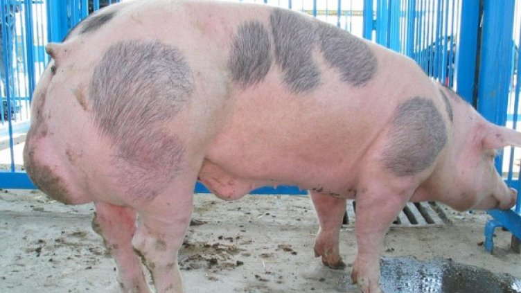 Архив: Булфото