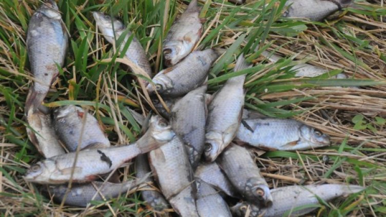 Снимка: архив "Булфото"