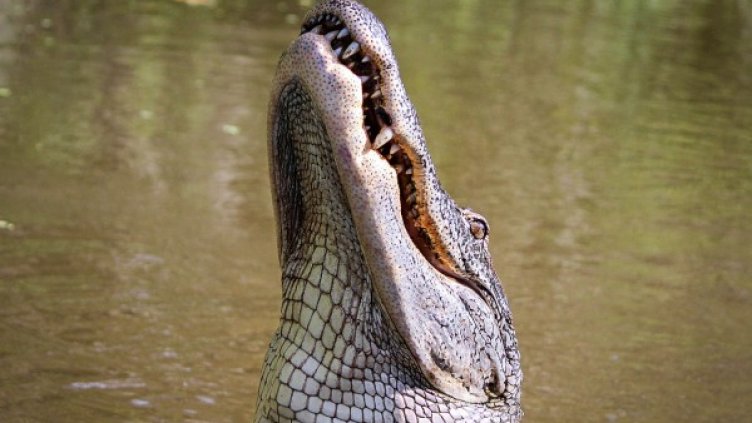 Снимка: Pixabay