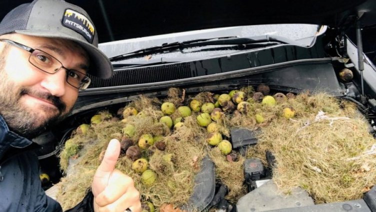 Хралупа под капака: Катерици си складираха ядки в кола