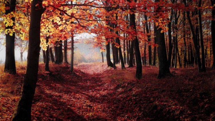 Снимка: Pixabay