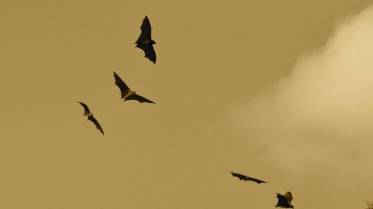 Снимка: Pixabay