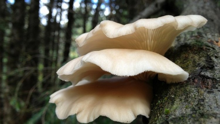 Снимка: Pixabay