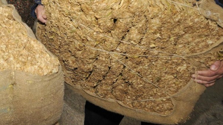 Снимка: архив "Булфото"