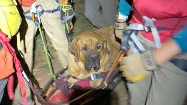 Спасителна акция: 4 часа надолу по пътеките... С мастифа Флойд