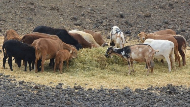 Снимка: Pixabay