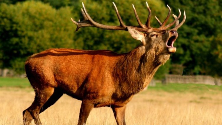 Снимка: Pixabay