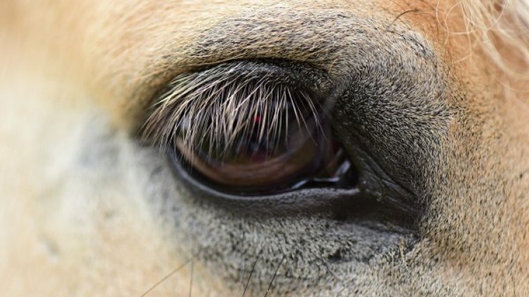 Снимка: Pixabay