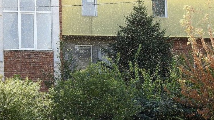 Снимка: Facebook, Danche Bozadjieva