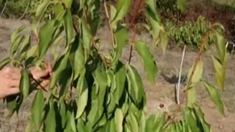 Снимка: Кадър, Нова тв