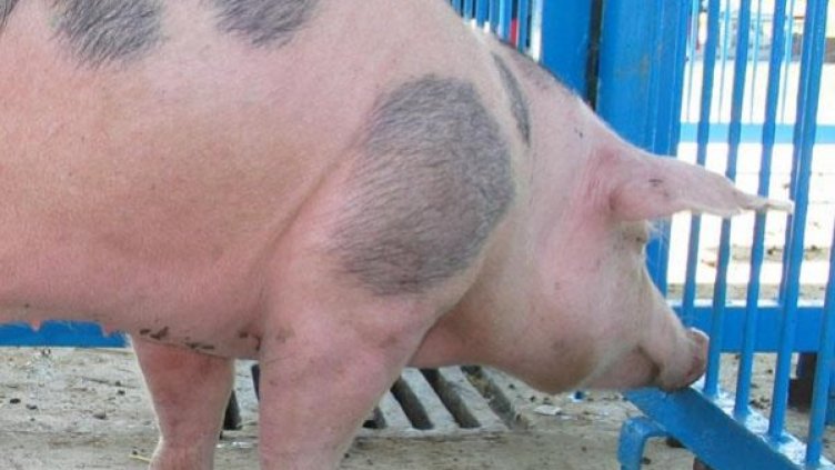 Снимка: архив, Булфото