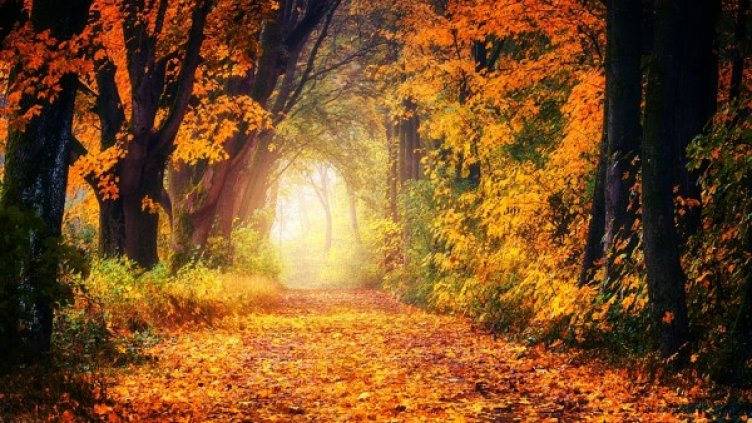 Снимка: Pixabay