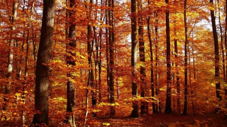 Снимка: Pixabay