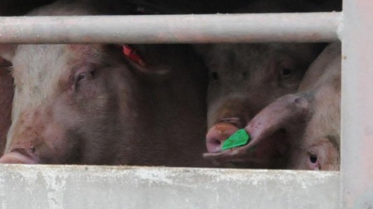 Снимка: архив, Булфото