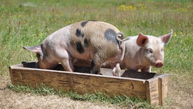 Снимка: Pixabay