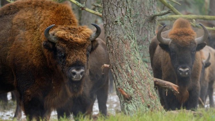 Снимка: rewildingeurope.com