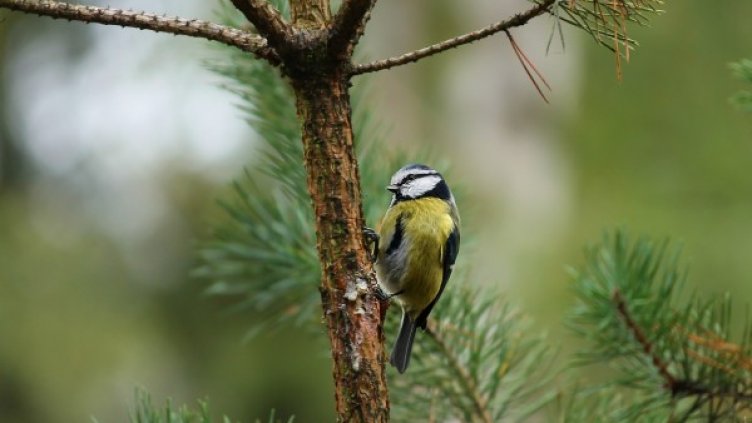 Снимка: Pixabay