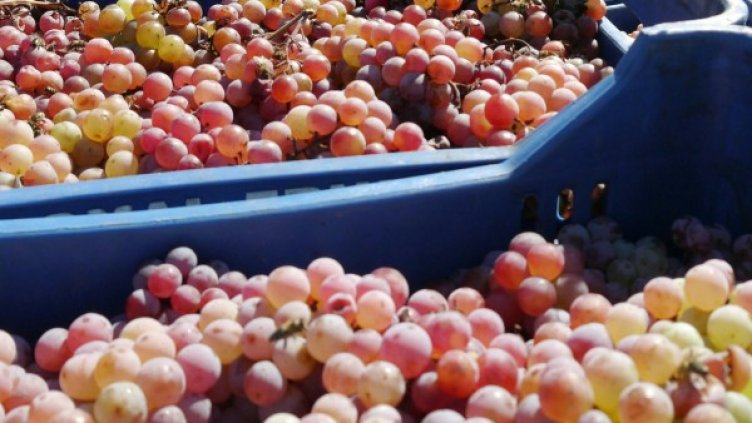 Архив: Булфото