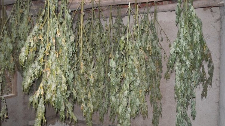 Удар във Видинско: 42 кг канабис в необитавана къща