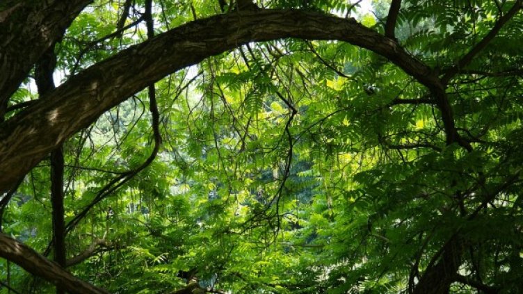 Снимка: Pixabay