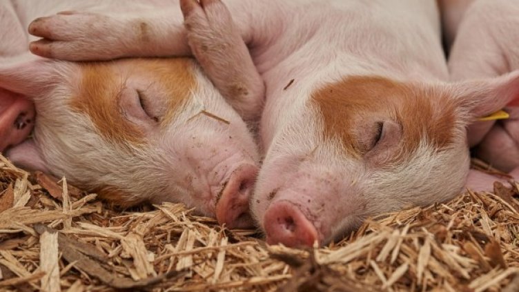 Архив: Булфото