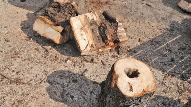 Архив: Булфото