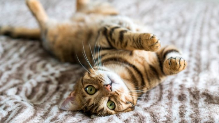 Снимка: Istock