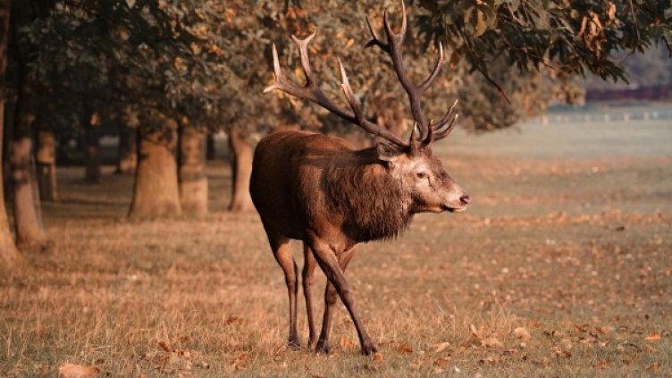 Снимка: Pixabay