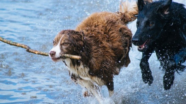 Снимка: Pixabay