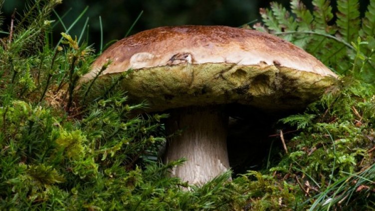 Снимка: Pixabay