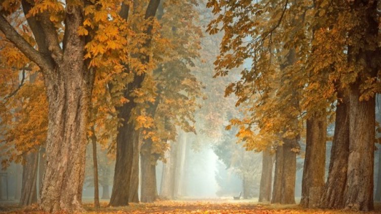 Снимка: Pixabay