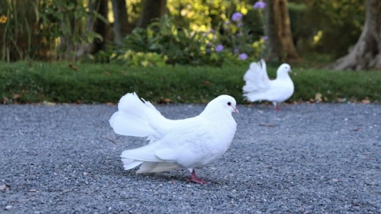 Снимка: Pixabay