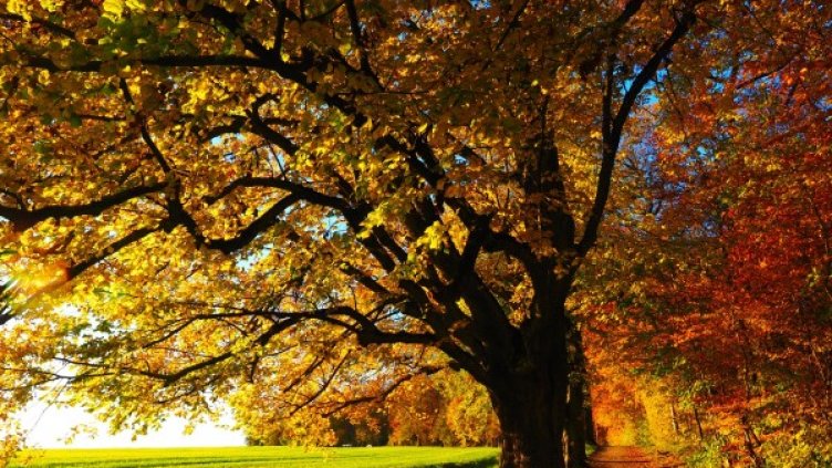 Снимка: Pixabay