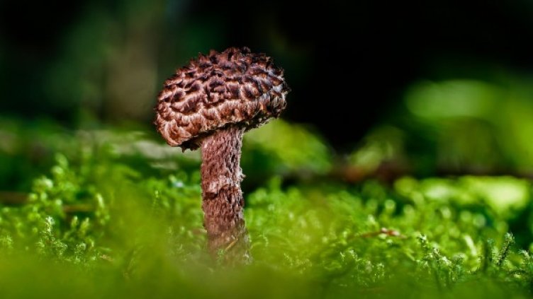 Снимка: Pixabay