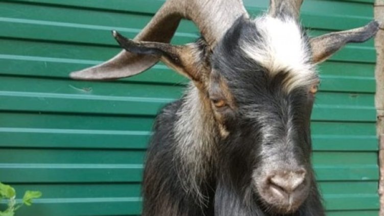 Снимка: Приморский сафари-парк