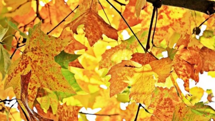 Снимка: Pixabay