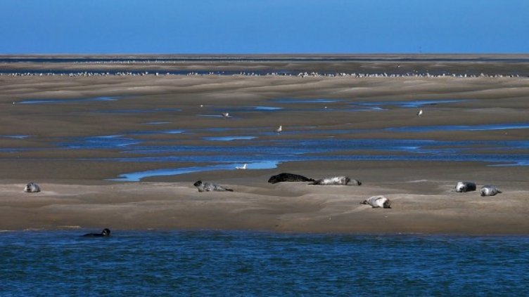 Снимка: Pixabay