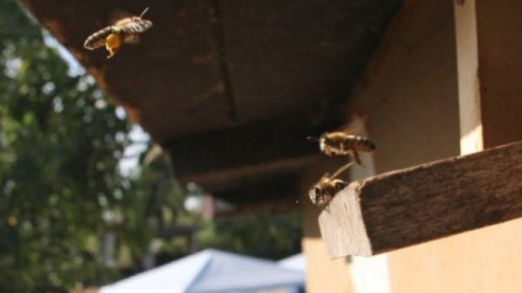 Снимка:Димитър Кьосемарлиев, Dnes.bg